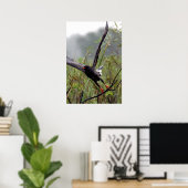 Everglades Snail Kite #1 print Poster (Heimbüro)