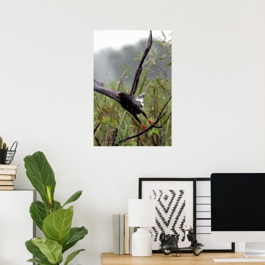 Everglades Snail Kite #1 print Poster (Heimbüro)