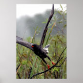 Everglades Snail Kite #1 print Poster (Vorne)