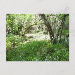 Everglades - Sumpf - Sumpf Postkarte