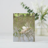 Everglades — Tortoise Postkarte (Stehend Vorderseite)