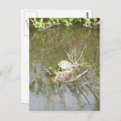 Everglades — Tortoise Postkarte (Vorne/Hinten)