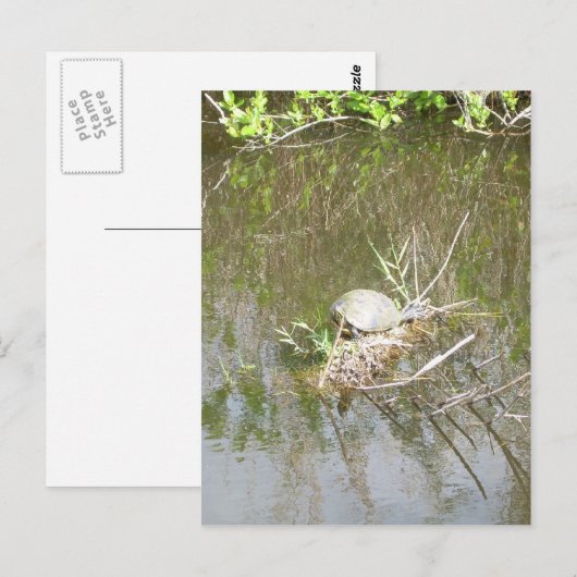 Everglades — Tortoise Postkarte (Vorne/Hinten)