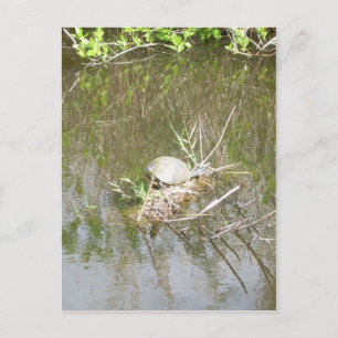 Everglades — Tortoise Postkarte