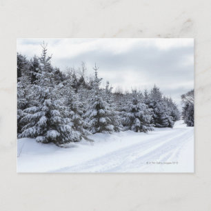 Evergreen Bäume und Straße im Schnee Postkarte