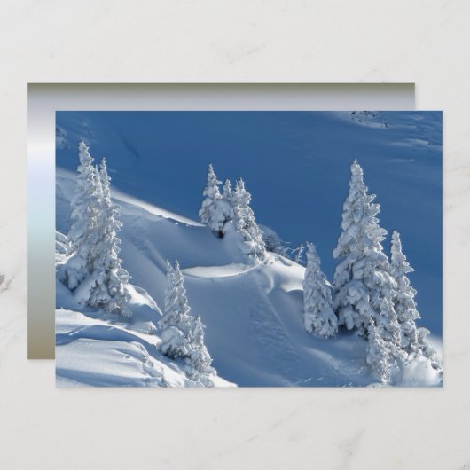 Evergreen Firs bedeckt mit Winterschnee (Vorne/Hinten)