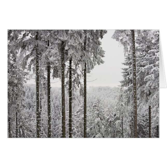 Evergreen forest im Winter (Vorderseite (Horizontal))