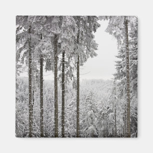 Evergreen forest im Winter Magnet