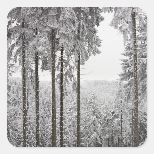 Evergreen forest im Winter Quadratischer Aufkleber (Vorderseite)