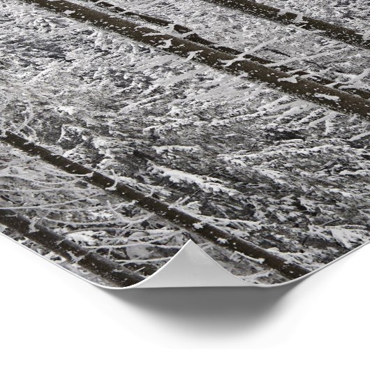 Evergreen forest in winter poster (Ecke)