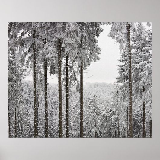 Evergreen forest in winter poster (Vorne)