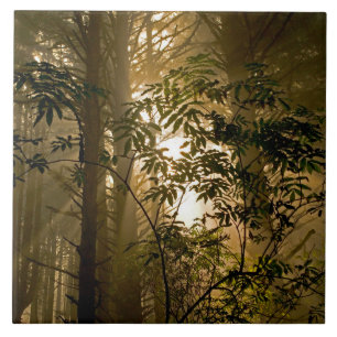 Evergreen Forest Oregon Coast Fliese