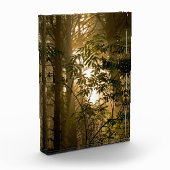Evergreen Forest | Oregon Coast Fotoblock (Links)