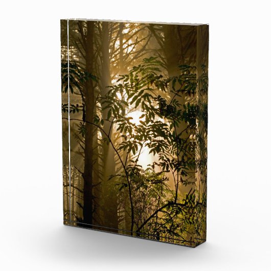Evergreen Forest | Oregon Coast Fotoblock (Rechts)