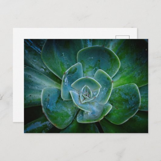 Evergreen Pflanze Feiertagspostkarte (Vorne/Hinten)