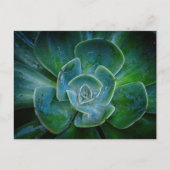 Evergreen Pflanze Feiertagspostkarte (Vorderseite)