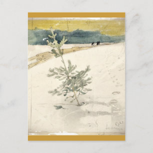 Evergreen Postkarte