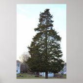 Evergreen Tree Foto Poster (Vorne)