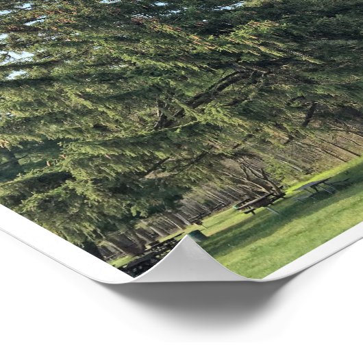 Evergreen Tree Poster (Ecke)