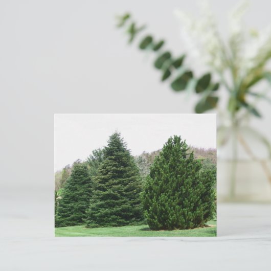 Evergreens Postkarte (Stehend Vorderseite)