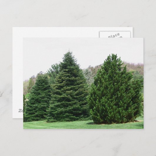 Evergreens Postkarte (Vorne/Hinten)