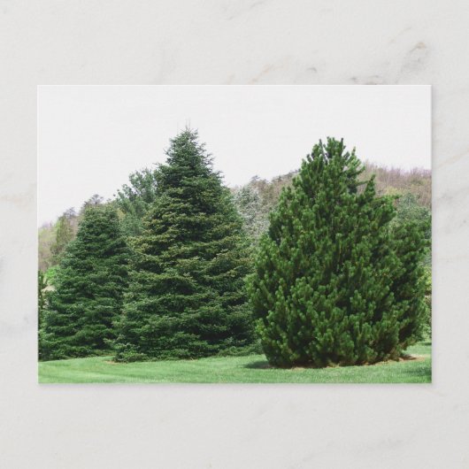 Evergreens Postkarte (Vorderseite)
