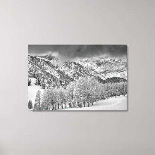 Evergreens und Aspen Bäume in einem Schneesturm Leinwanddruck (Vorderseite)