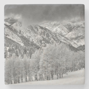 Evergreens und Aspen-Bäume in einem Schneesturm Steinuntersetzer