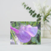Everlasting Sweet Pea Postcard Postkarte (Stehend Vorderseite)