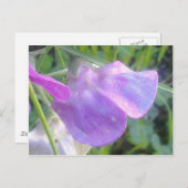 Everlasting Sweet Pea Postcard Postkarte (Vorne/Hinten)