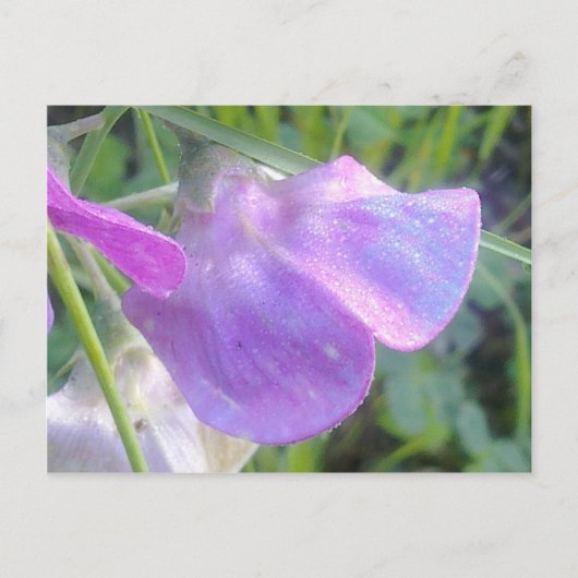 Everlasting Sweet Pea Postcard Postkarte (Vorderseite)