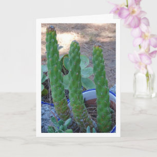 Eves Button Cactus Pflanze Karte