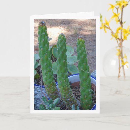 Eves Button Cactus Pflanze Karte (Gelbe Blume)
