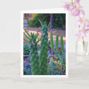 Eves Button Cactus Pflanze Karte