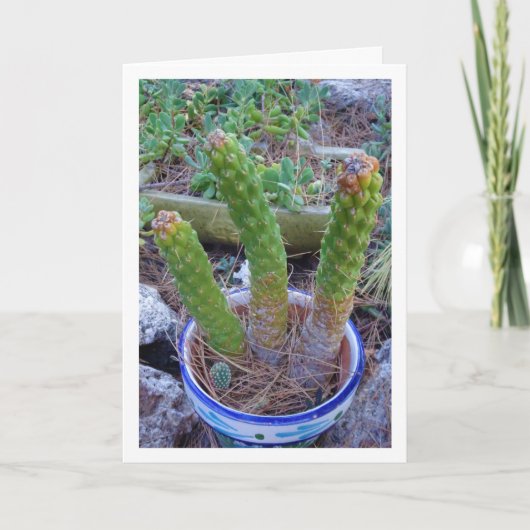 Eves Button Cactus Pflanze Karte (Vorderseite)