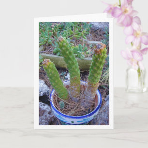 Eves Button Cactus Pflanze Karte