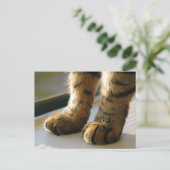 Evey's Paws Postkarte (Stehend Vorderseite)
