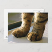 Evey's Paws Postkarte (Vorne/Hinten)