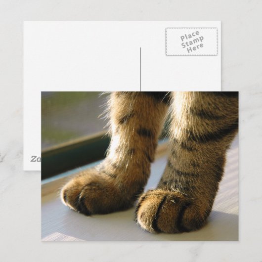 Evey's Paws Postkarte (Vorne/Hinten)