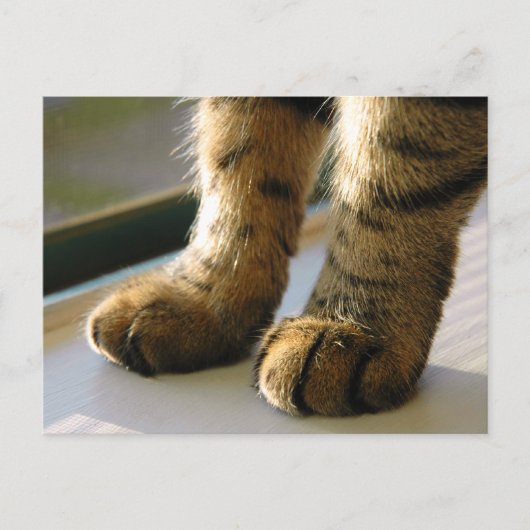 Evey's Paws Postkarte (Vorderseite)