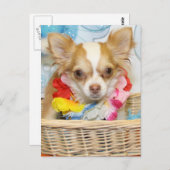 Evil - Long Hair Chihuahua -5 Postkarte (Vorne/Hinten)