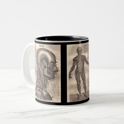 Evolution Anatomie Tasse für das medizinische Beru (Vorderseite Links)