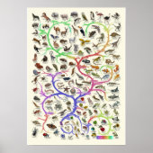 Evolution - Baum des Lebens - Poster (Vorne)