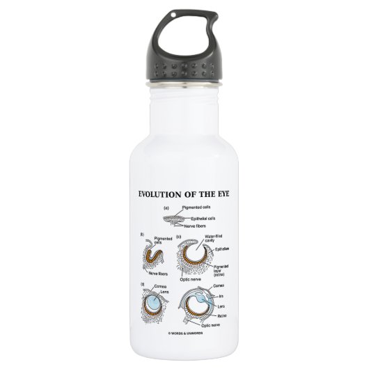 Evolution des Auges Trinkflasche (Vorderseite)