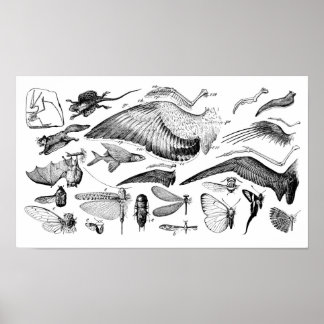 Evolution des Fluges Poster