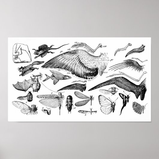 Evolution des Fluges Poster (Vorne)