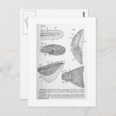 Evolution des Kaudal-Fin-Art Postkarte (Vorne/Hinten)