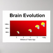 Evolution des menschlichen Gehirns Poster (Vorne)