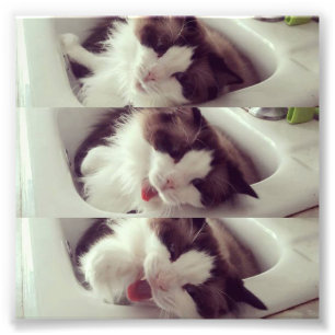 Evolution eines Katzen-Gegähnes Fotodruck