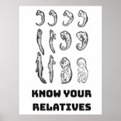 Evolution Embryogenese Poster (Vorne)